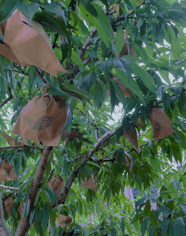 张馨予|亲力亲为的张馨予，在百平小院，耕种了3000株植物，把生活过成诗