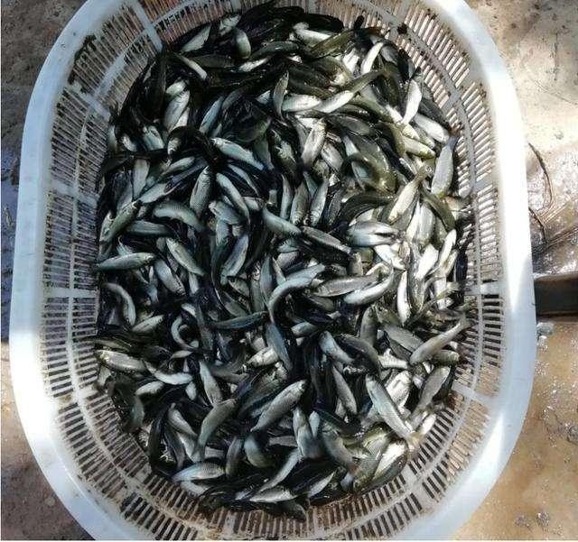 男子花170万湖里养鱼,结果300万鱼苗集体消失,几年后狂赚上亿元