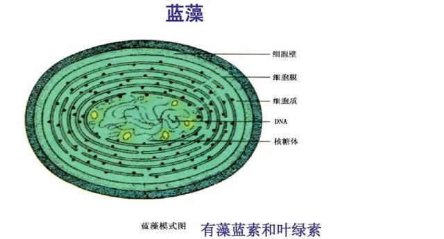 若地球氧气含量翻倍会发生什么?蜻蜓都能轻易举起我们