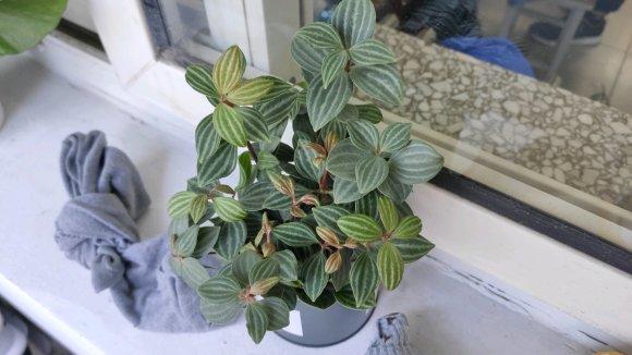 ?6种“网红绿植”,适合客厅,书房,卧室养护,还能净化空气