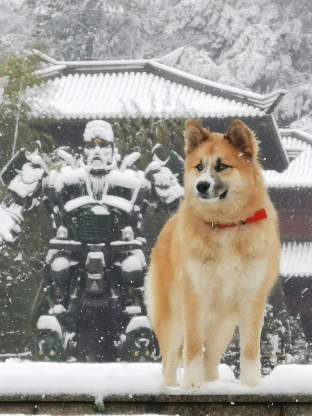 初雪|初雪逢小年，浪漫满咸宁