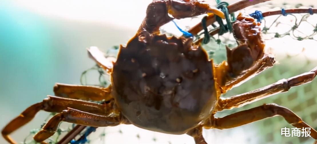 丹东|淘宝头部商家翻车！10万消费者花高价抢假草莓