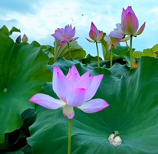 |天南地北,感慨归心