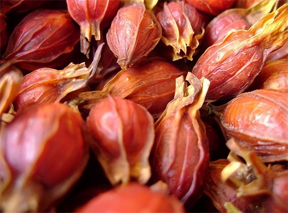 抗生素|黄连解毒丸，每个不想用抗生素的人，都应该知道的中成药