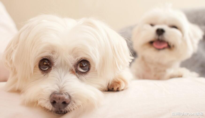 怎样养成良好的摄影习惯，捕捉宠物的精彩瞬间！