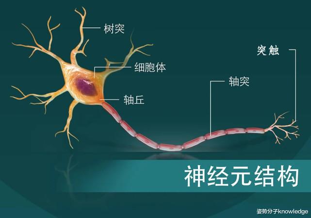 大脑尚有开发空间!神经元的神奇能力或可重现,活到老学到老不是梦