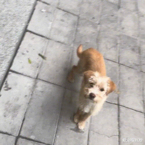 懂得感恩的流浪狗，因一顿饭携礼上门，这礼物让人湿了眼眶
