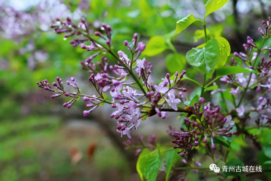 旅游日|青州古城 | 一城烟雨半城花，这里有醉美的江南之春