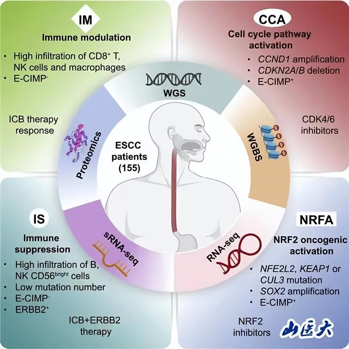山西医科大学崔永萍教授团队在国际顶级期刊Cancer Cell发表研究成果