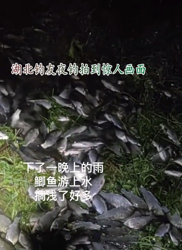 |受惊了？一场大雨后，河里的鲫鱼成群游上岸，钓鱼人：一捞十几斤