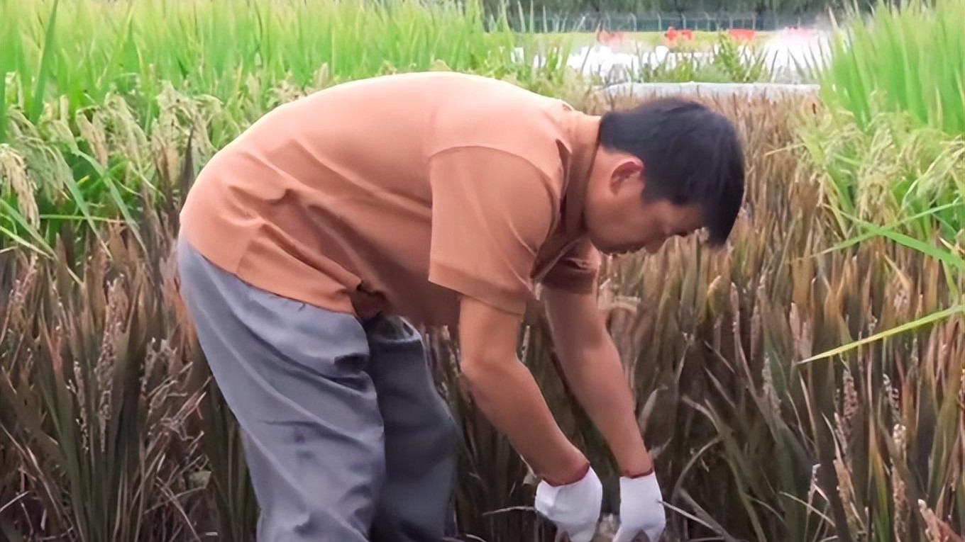 王宝强|王宝强割稻谷，动作娴熟自称地道农民，女友蹲地帮忙不嫌脏