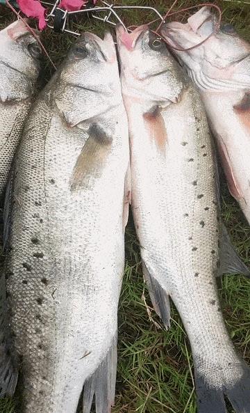 智商税|江苏一河道成天然黑坑,钓鱼人慕名前往,钓友:年年如此今年最多