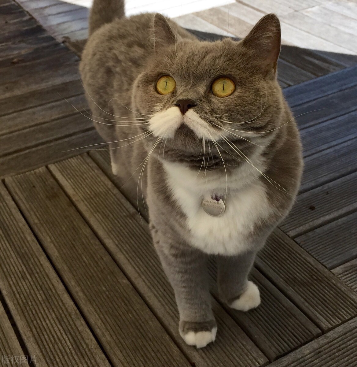 养猫冷知识，猫以为你死了！