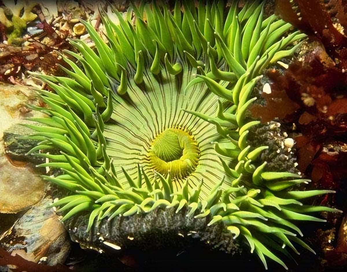海兔:可爱而特别的海洋动物,能在体内利用叶绿素进行光合作用