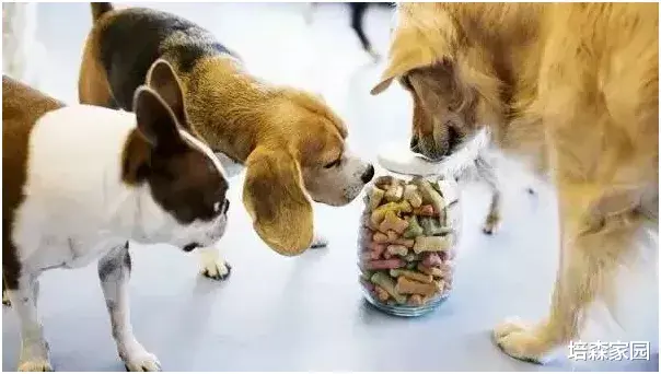 中国宠物食品的未来赛道