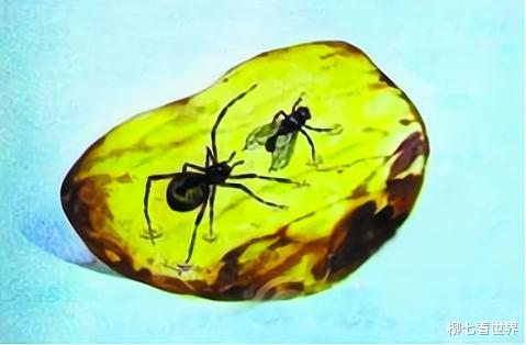 正在交配的情侣变琥珀,4100万年后被围观,科学家:相当罕见