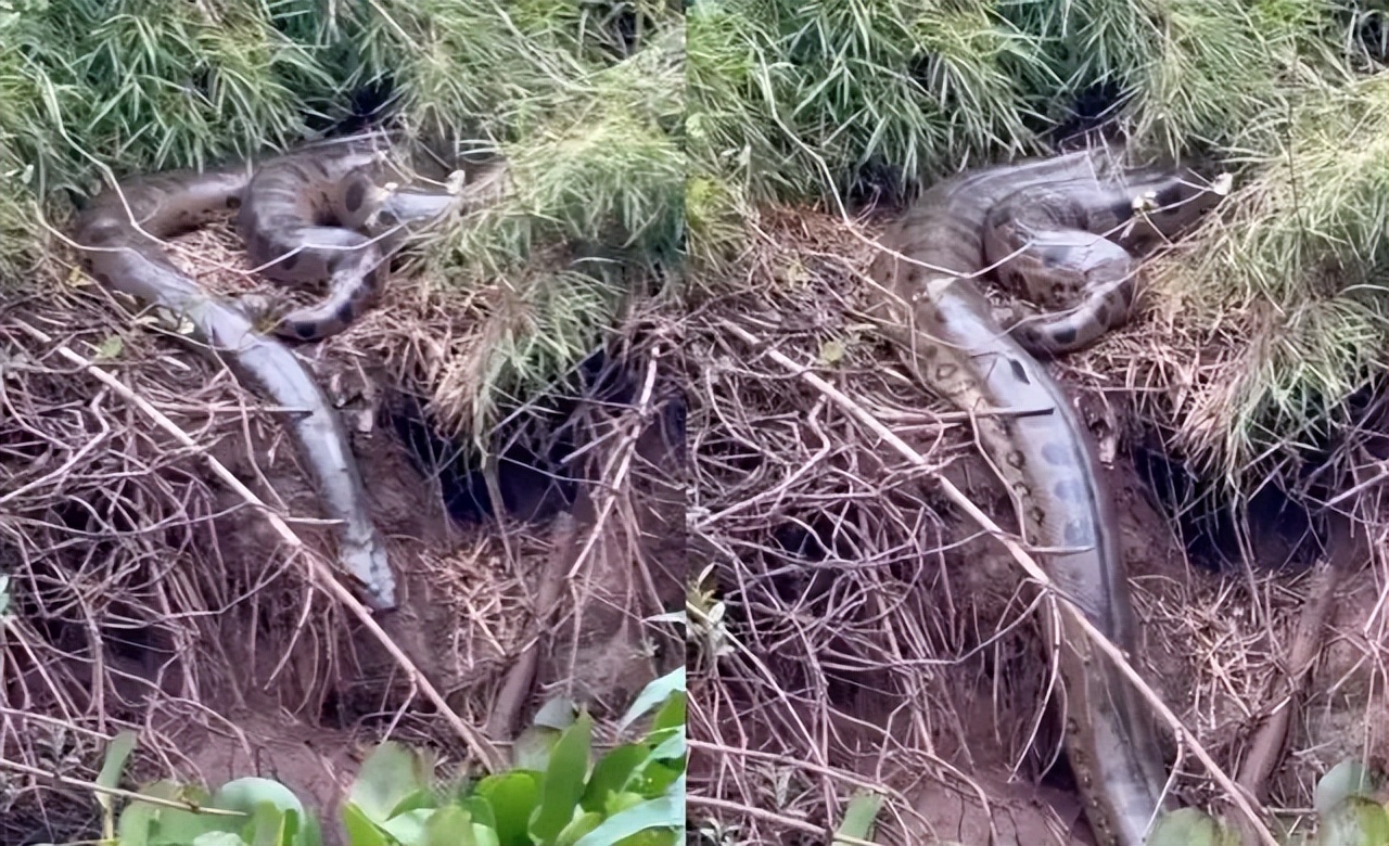 |野外发现一条正在沐浴阳光的“森蚺”