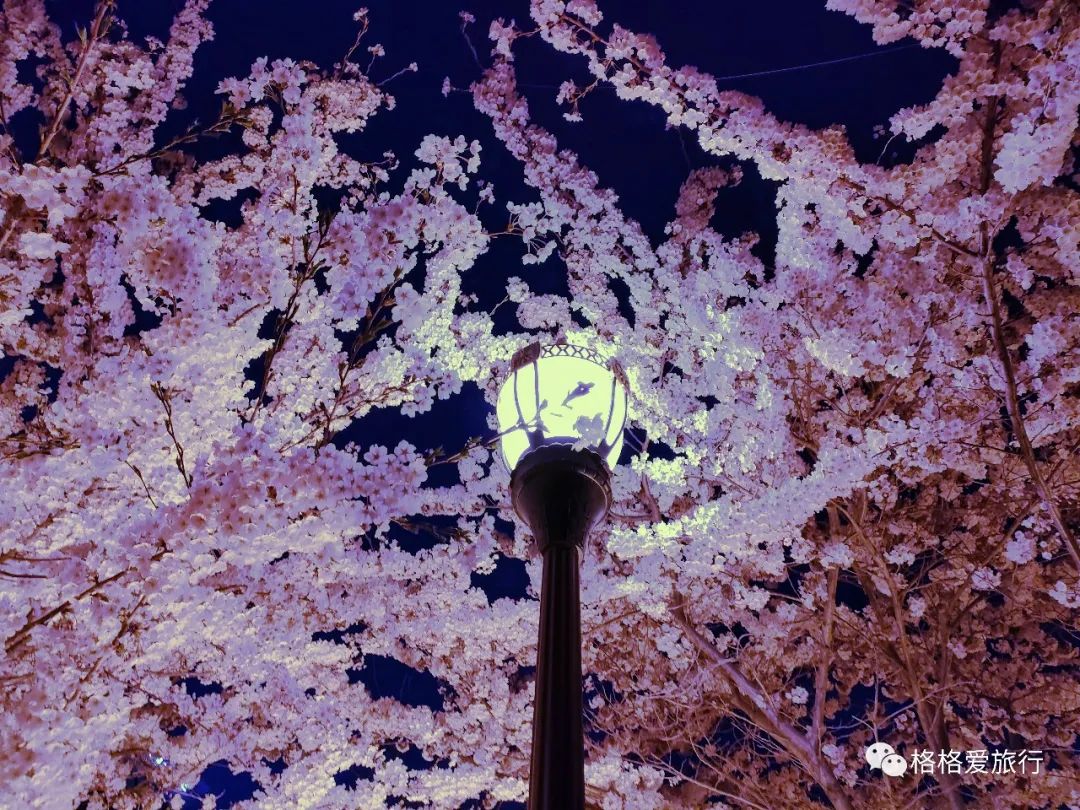 |劳动公园樱花开了，晚上也很美哦