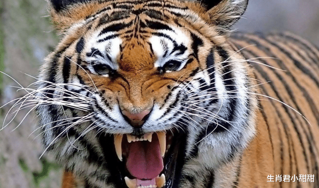 |虎年一整年收获满满财运多多，属虎人搭乘机会，努力拼搏