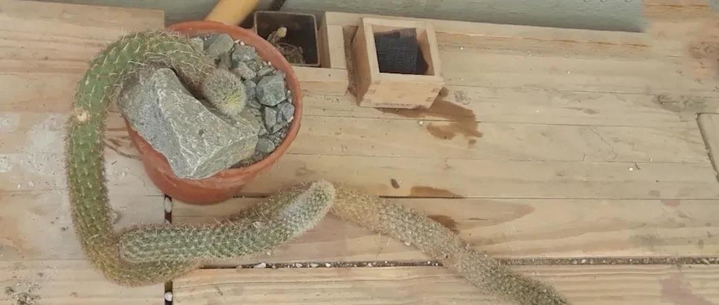 |2018年他在旅游时挖到一棵仙人掌，结果4个月后出价167万都不肯卖