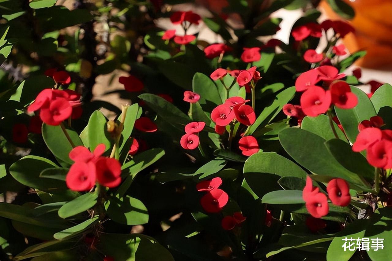 阳台|家庭养花要养出好状态,一些摆放的“禁忌”,注意了不要犯