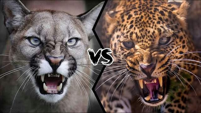 美洲狮vs花豹，究竟谁才是真正的猫科四弟呢？