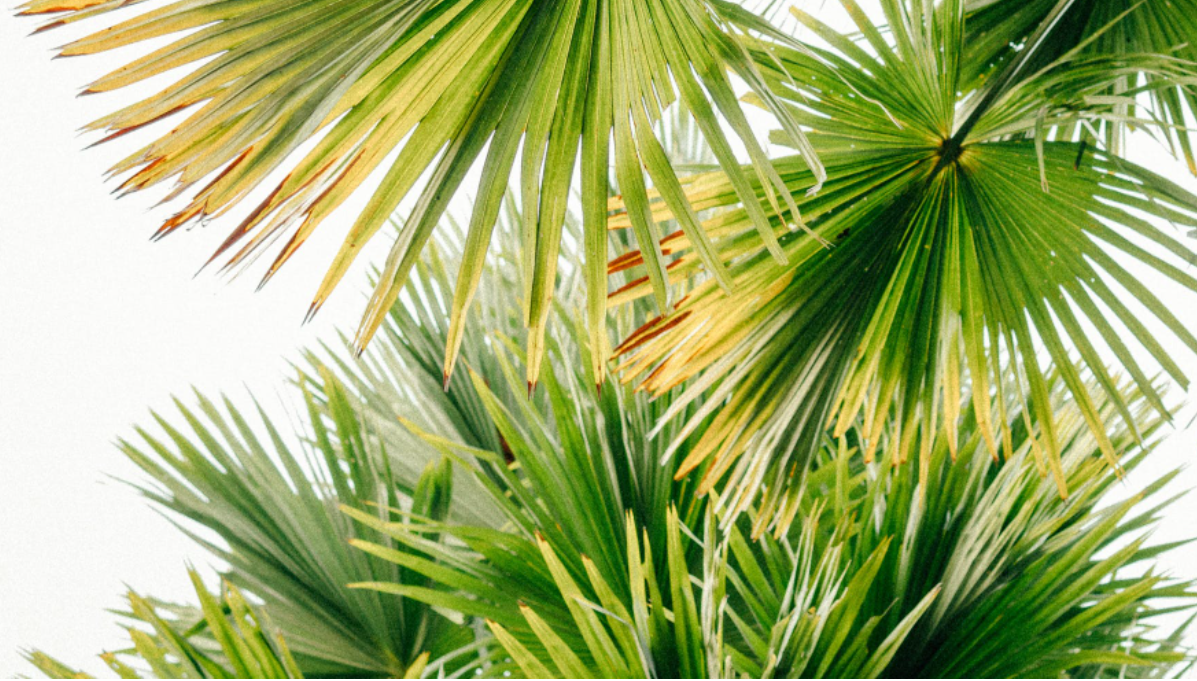 javascript|没基础没资源，如何玩转抖音运营？