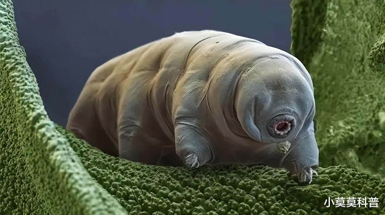 这是一种不会死的生物,体积只有一毫米,生命力顽强程度超乎想象