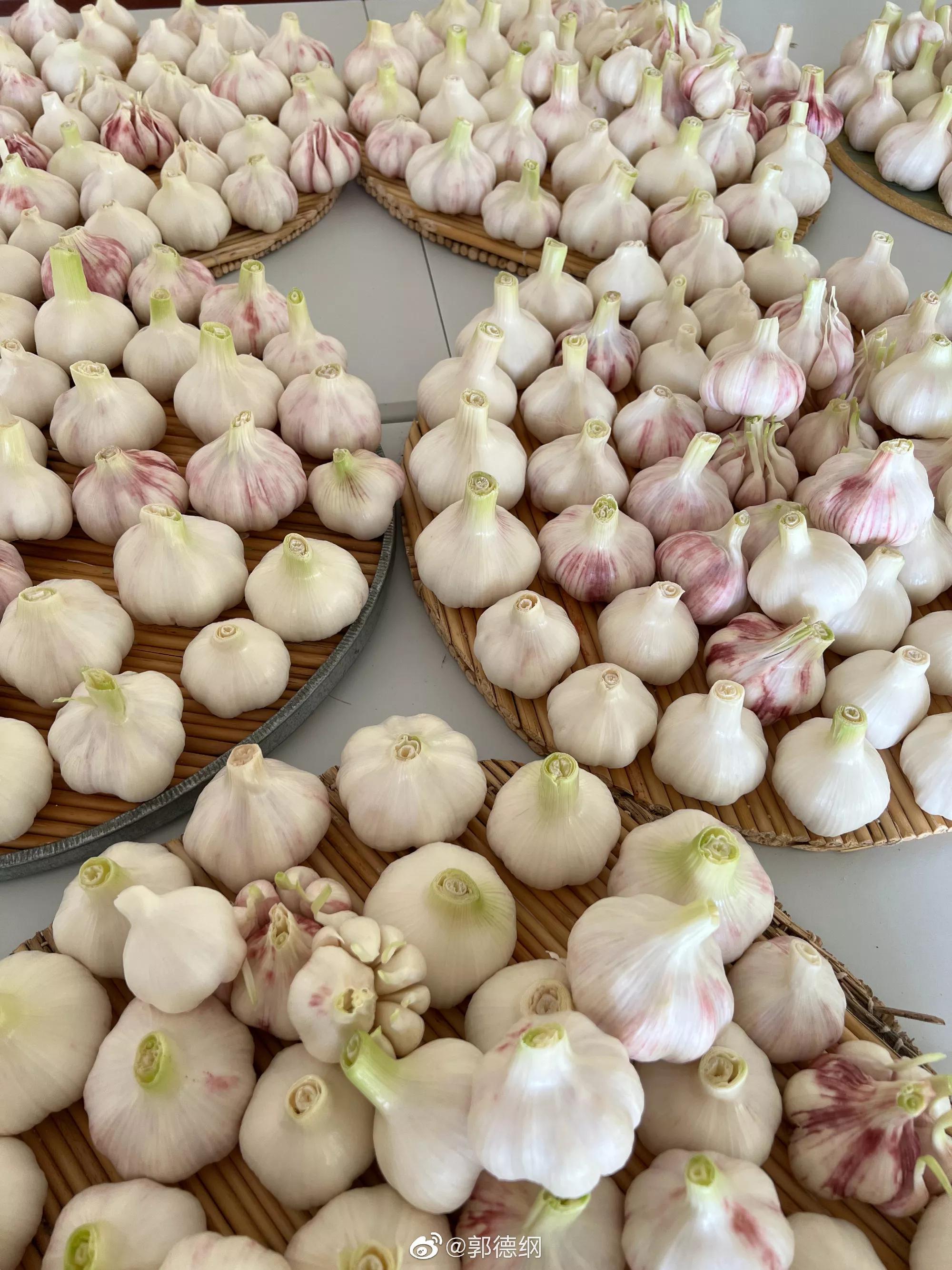 郭德纲|郭德纲亲自刷坛子腌蒜,今年刚下来的新蒜,两坛子分别是不同口味