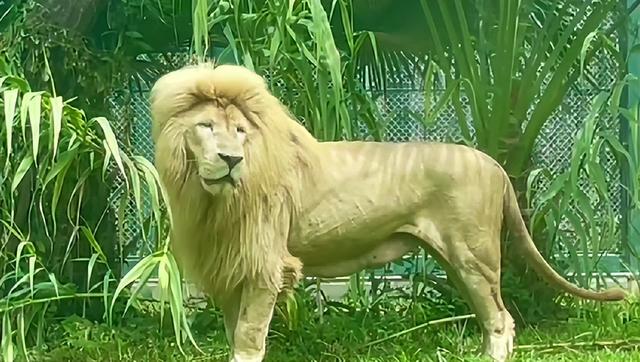 南方医科大学 火上热搜的齐刘海狮子，今天换发型了