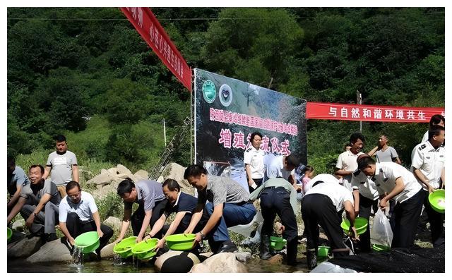 超5万斤!秦岭深处出现罕见细鳞鲑大鱼群,数量多到水被“染黑”