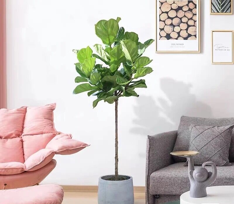 【幸福金芒果】装修攻略:客厅绿植怎么选,这点一定要记住!