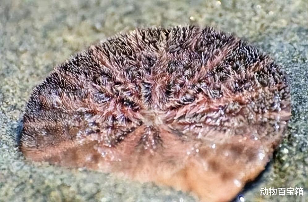2021年，成千上万只沙币被冲上美国海岸，沙币究竟是个什么动物？