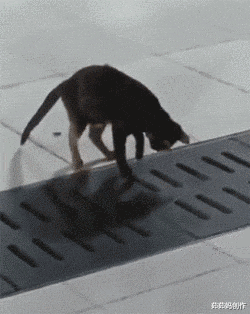 |“养了只壁虎，咋越长越大了呢？”变异了？