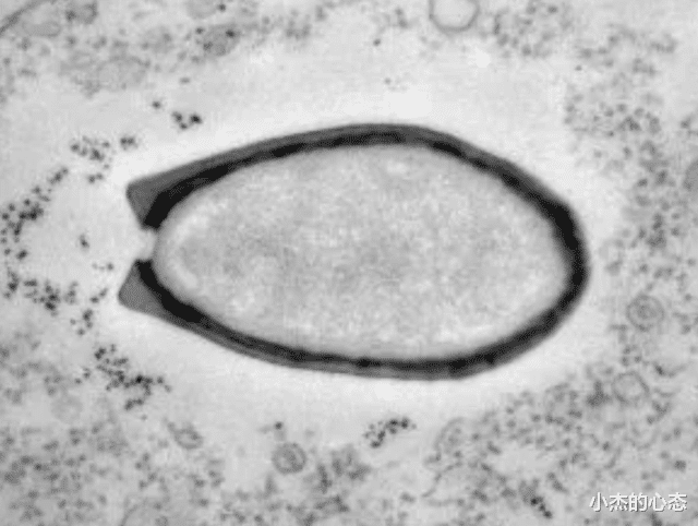 古生物尸体从冻土层中被发现,距今或已有5万年,隐藏危险信号