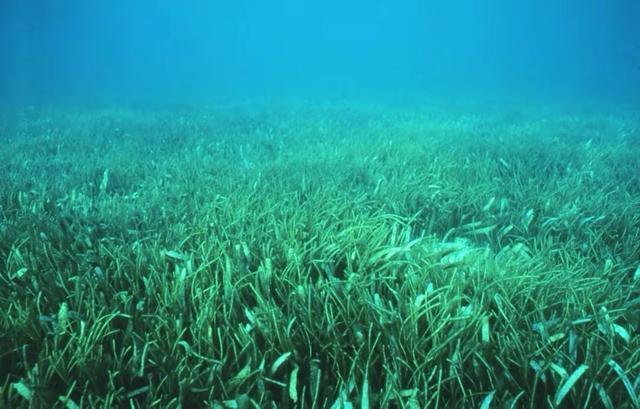 长度180公里!科学家发现世界最大生物,它是如何生长这么巨大?