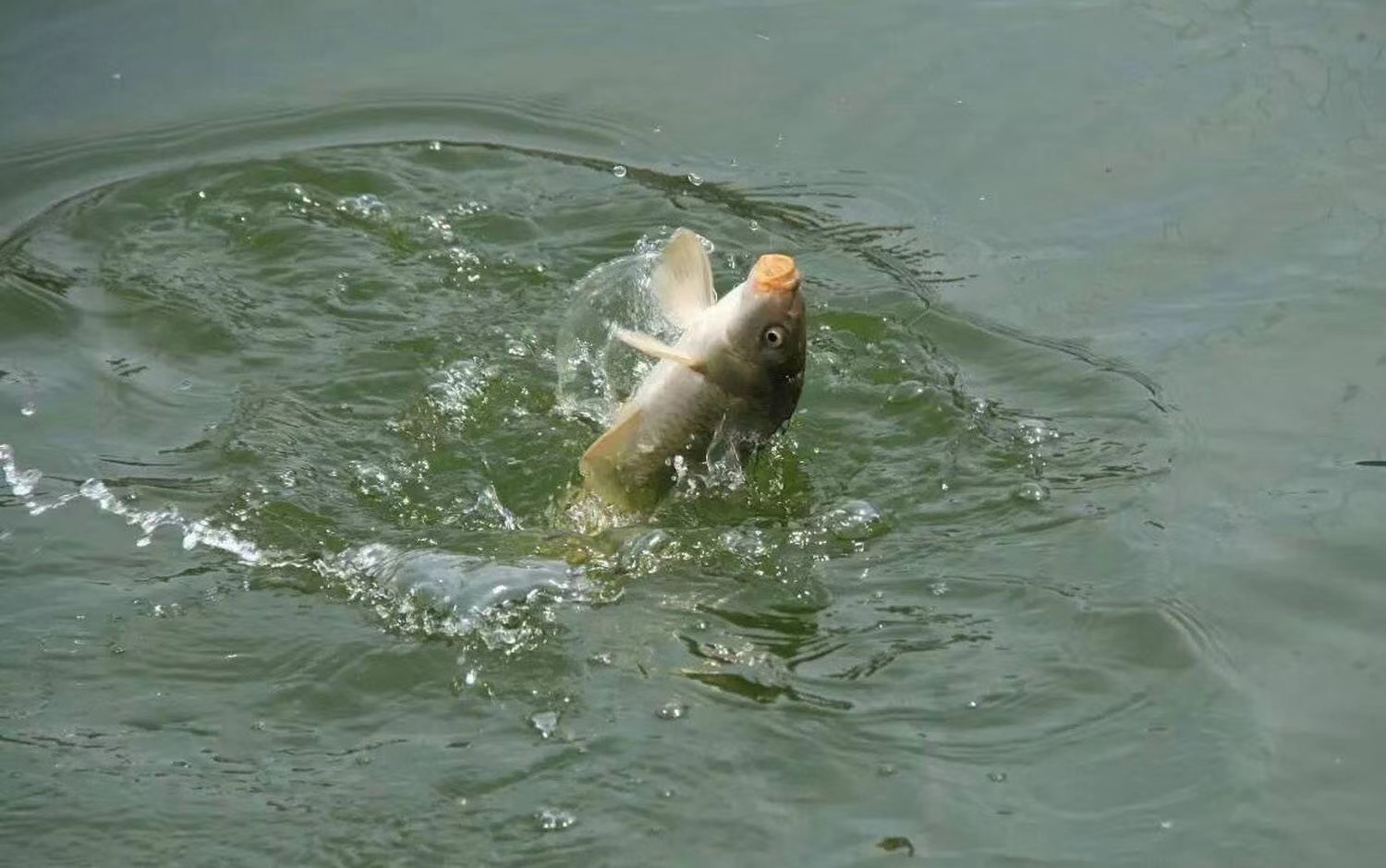 |五一假期还有什么比钓鱼更快乐？这几个钓鱼的小知识你知道吗？