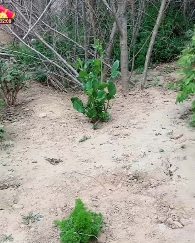 朱之文|大衣哥新院子内景曝光，大院套着三个小院，曾为朱小伟陈亚男准备