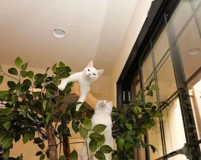 夫妻俩打造超逼真猫树，就为让主子在家体验爬树的感觉！