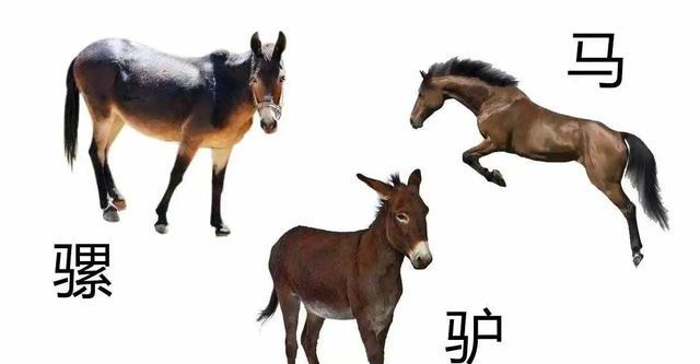 马和驴能杂交生下骡子,为何水牛和黄牛就没法杂交?