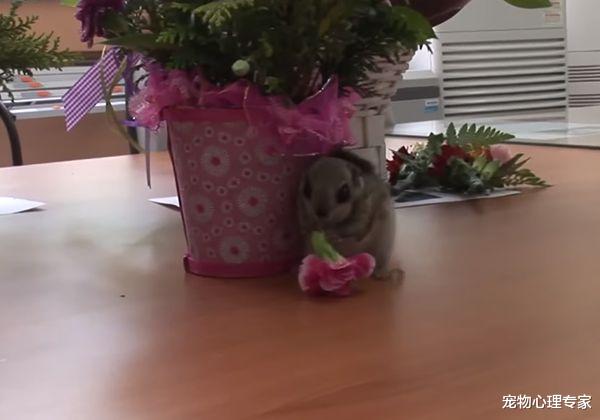 办公室|天花板上接二连三掉下飞鼠,大家拆下吊顶一看:原来在墙缝做窝了