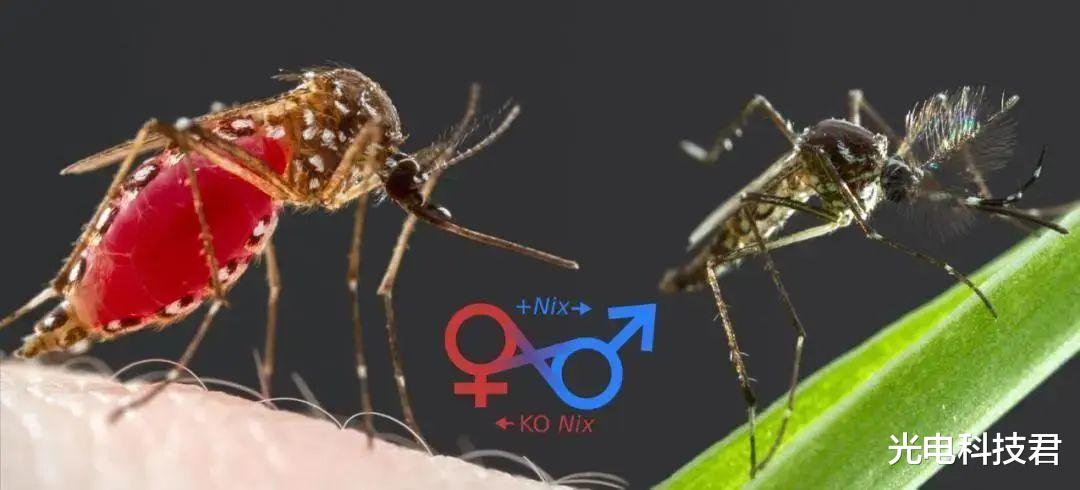 蚊子进化了吗?时值冬日蚊子依旧猖獗,冬天蚊子也能生存了?