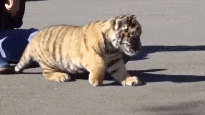 小虎队|今年的春晚没有他,太可惜了