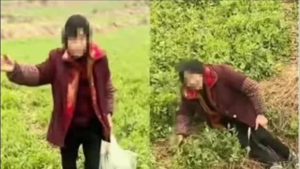四川达州，一男子承包了3000亩土地，用于种植豌豆尖，可豌豆尖可以采摘后，附近的人每天都
