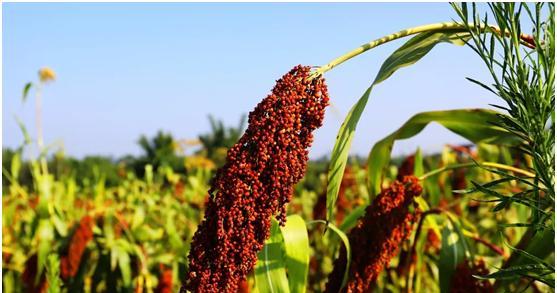 银耳|提醒酒友:年纪大了要忌酒!这3类酒能不喝就别喝,别不当回事