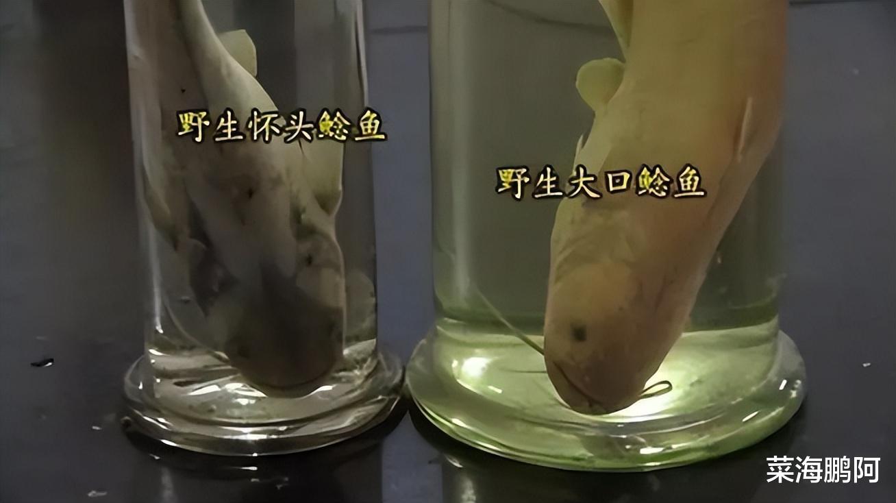 男子花20万买下受伤鲶鱼,三年身价过亿,受伤鲶鱼到底有多金贵?