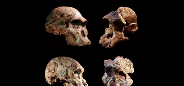 南非发现古人类化石，将人类历史提前一百万年，将改写人类进化史