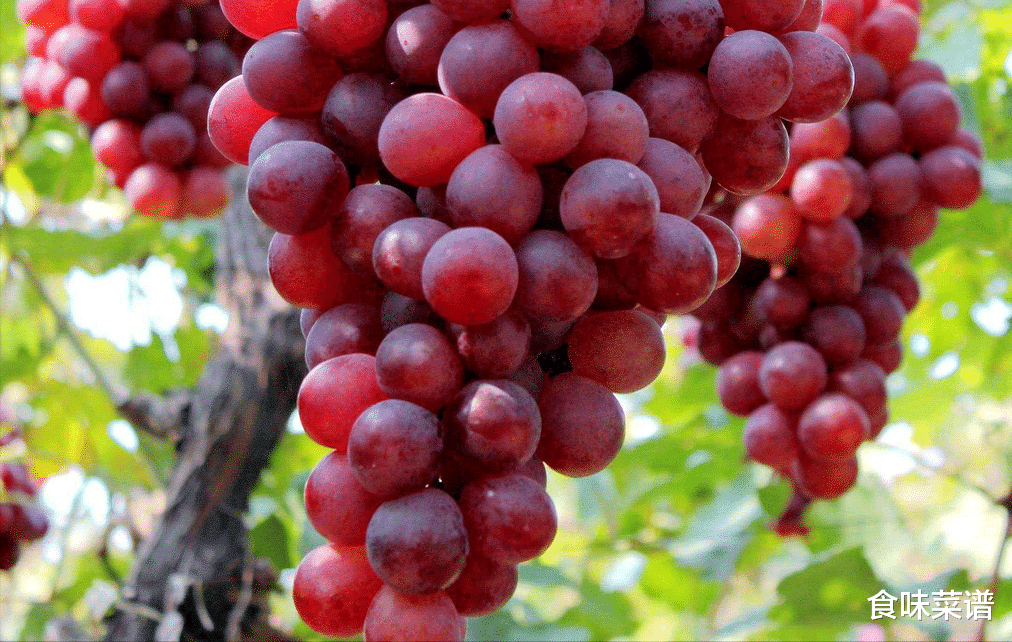 阿尔茨海默病|九月份有什么水果上市?这6种别错过,肉质甜脆,清甜多汁防秋燥