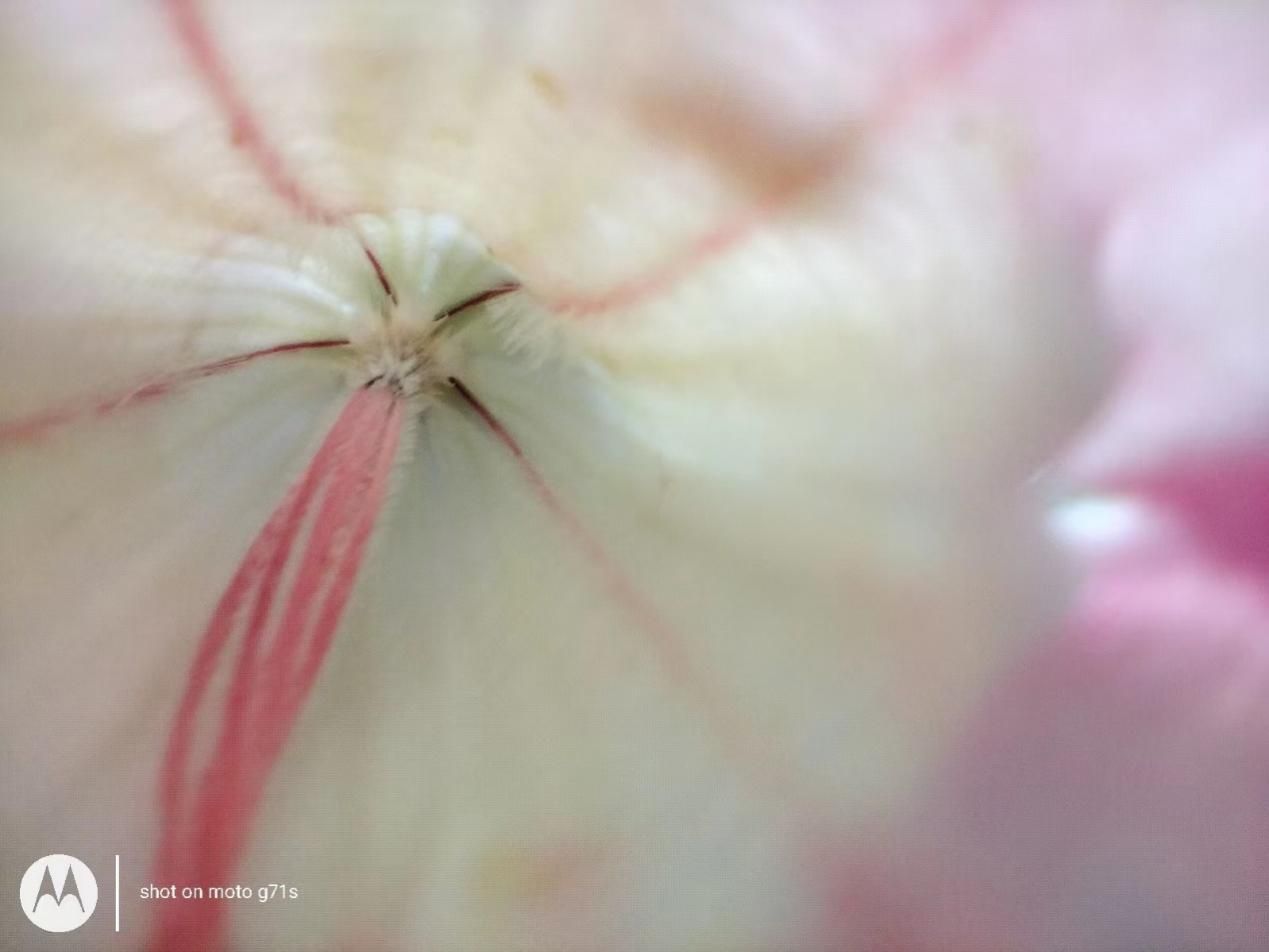 |推动5G手机规模化普及联合移动强势来袭！moto G71s评测