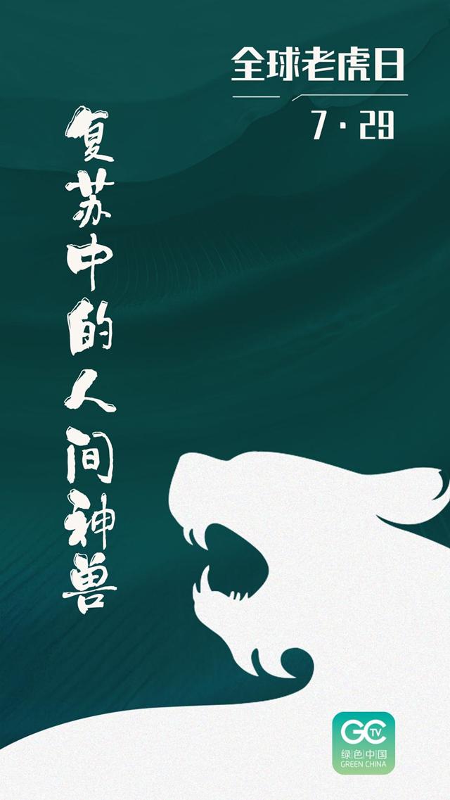 全球老虎日|复苏中的人间神兽